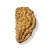 Rudraksha - Rudraksza 1 twarzy (Mukhi) Bardzo rzadki